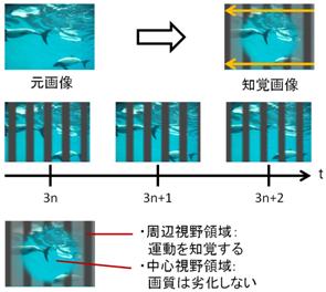 周辺視野選択的な運動知覚を実現する視覚刺激の作成と応用